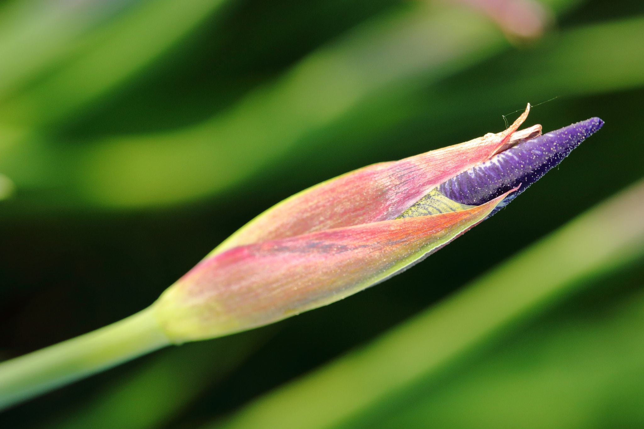 Canon EF 100mm F2.8L Macro IS USM sample photo