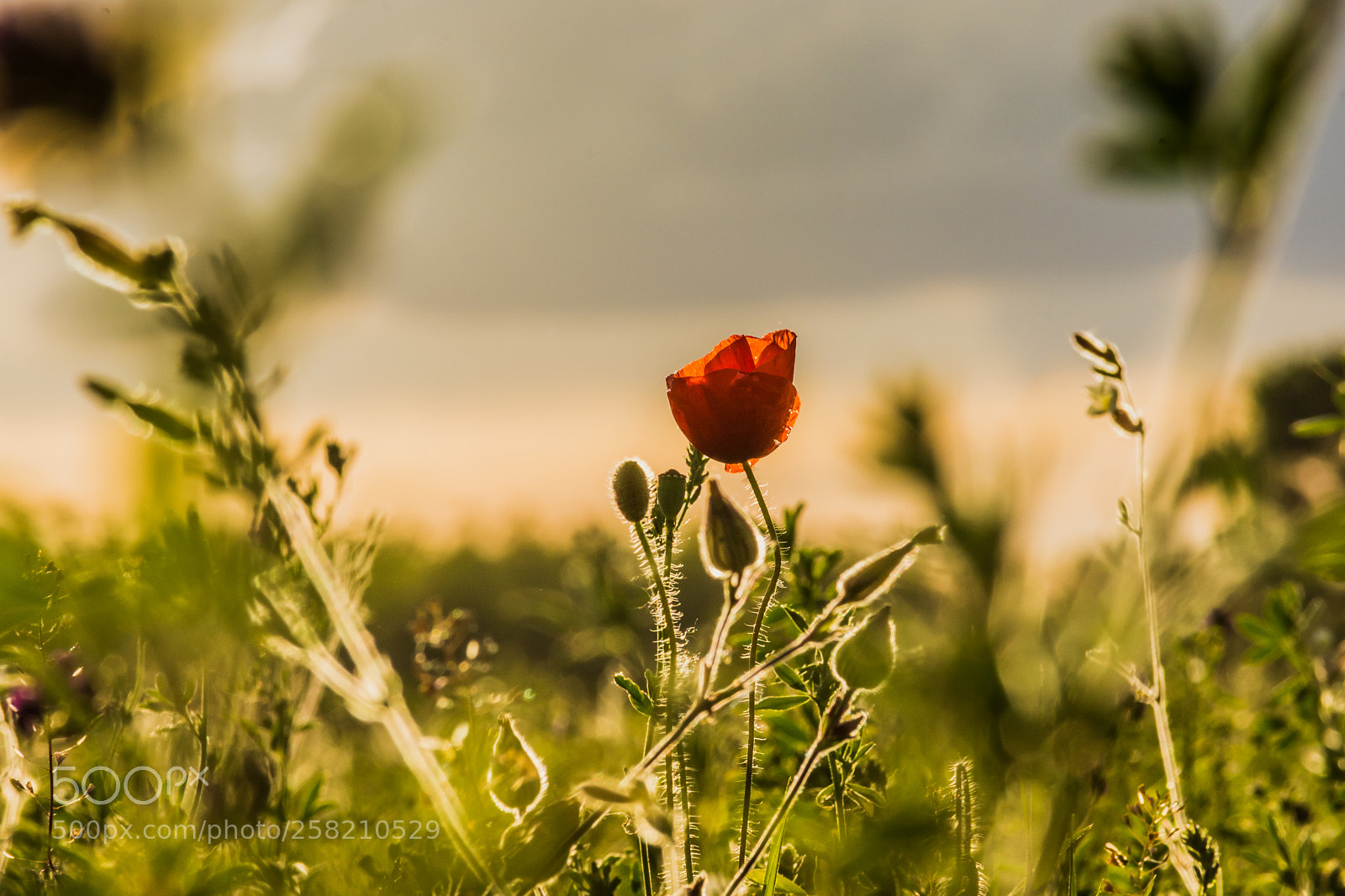 Nikon D7200 sample photo. Spring meadow photography