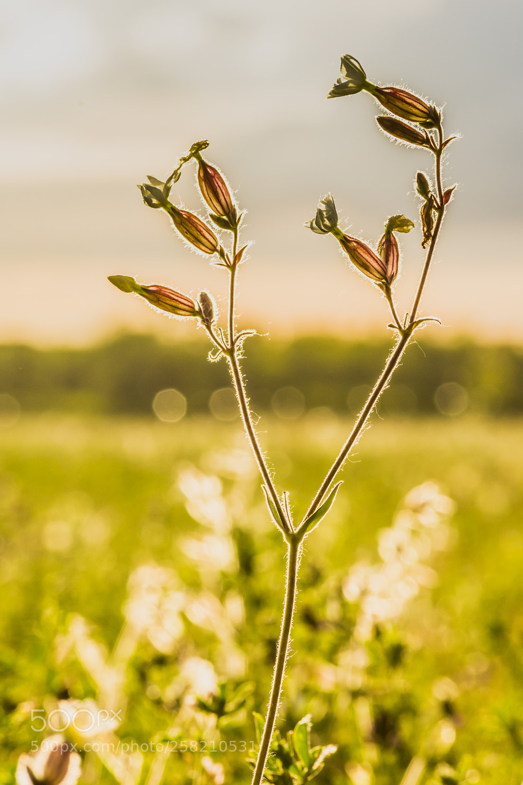 Nikon D7200 sample photo. Spring meadow photography