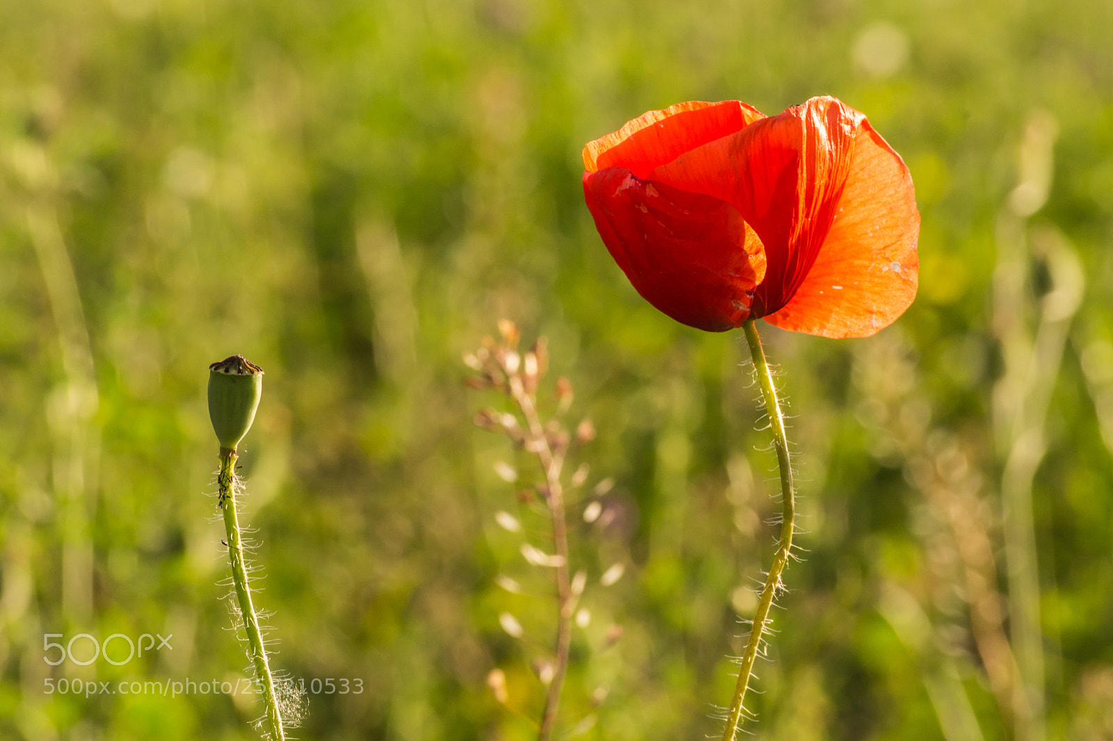 Nikon D7200 sample photo. Spring meadow photography