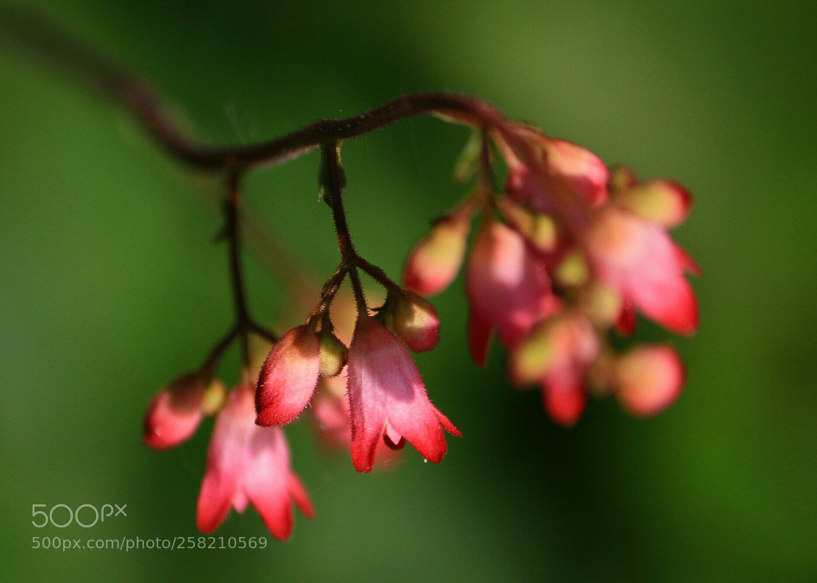 Canon EOS 7D sample photo. Flower... photography