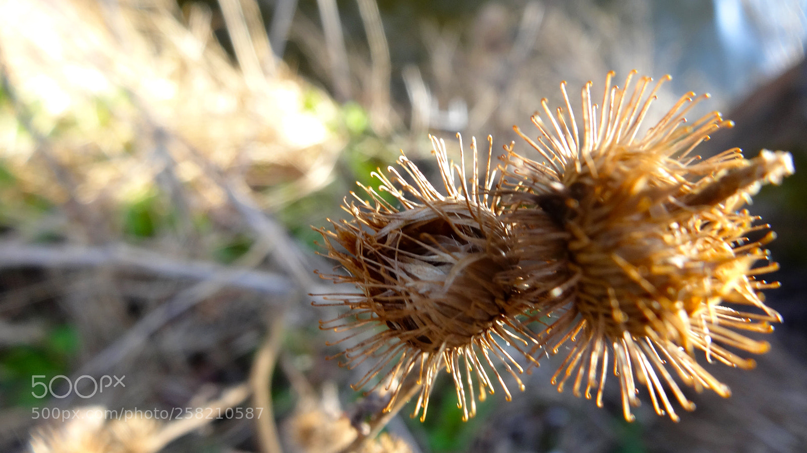 Sony Cyber-shot DSC-HX20V sample photo. Captain hook photography