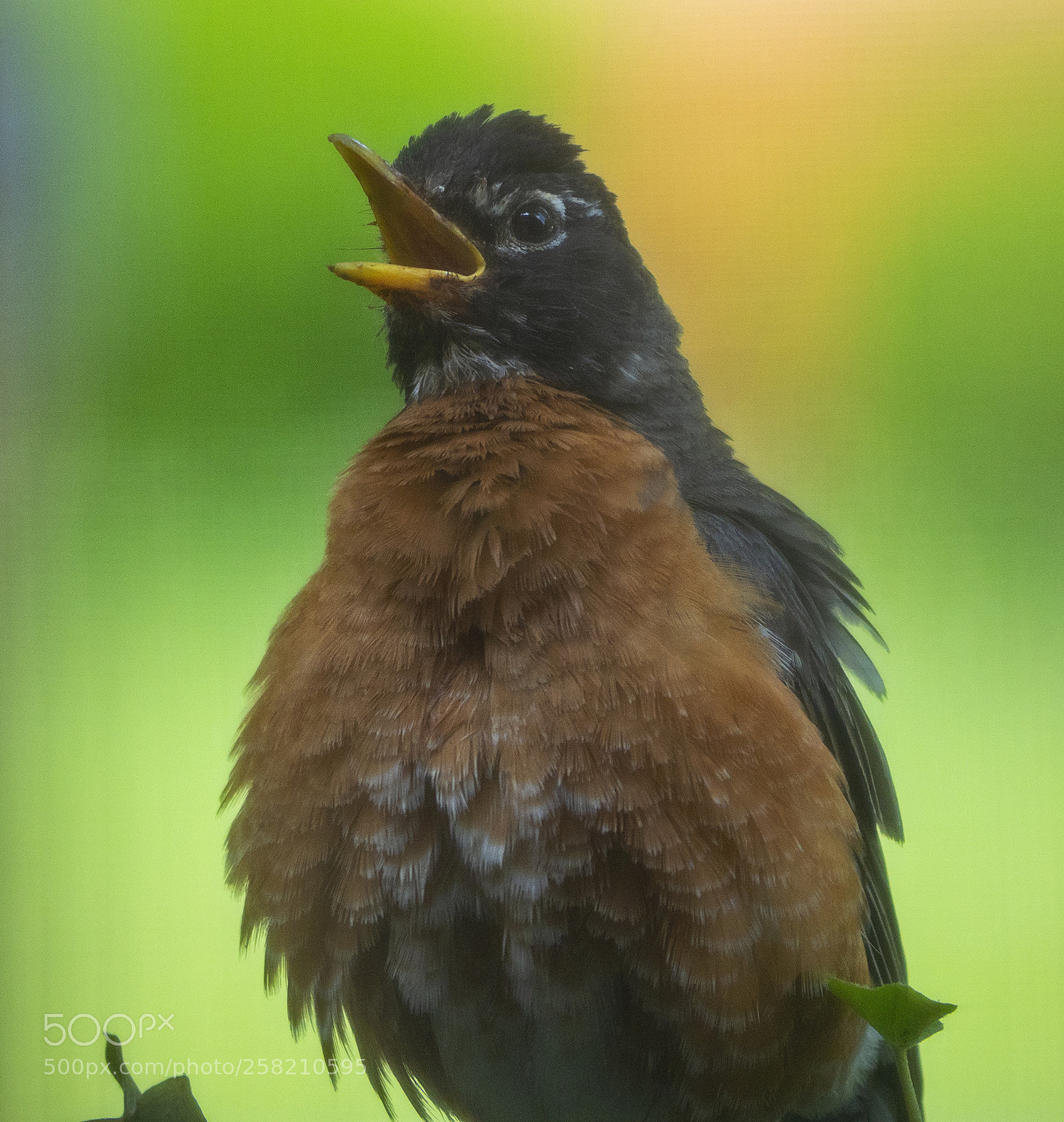 Olympus OM-D E-M1 Mark II sample photo. Puffed up photography
