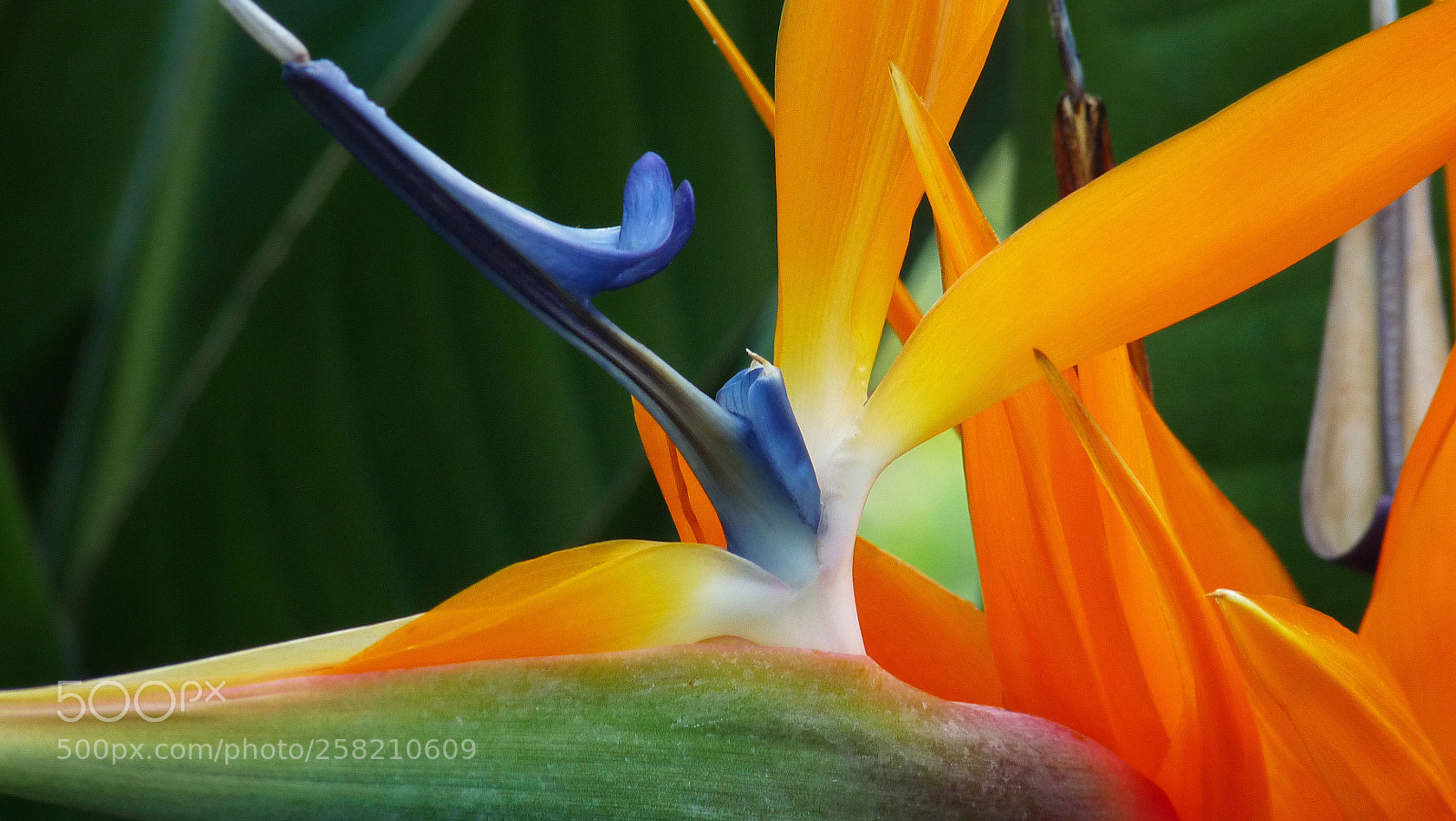 Panasonic Lumix DMC-FZ28 sample photo. Florals photography