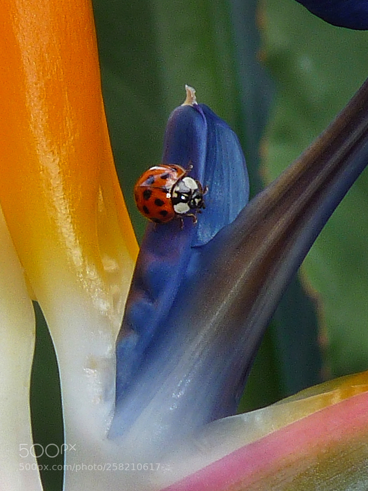 Panasonic Lumix DMC-FZ28 sample photo. Florals photography