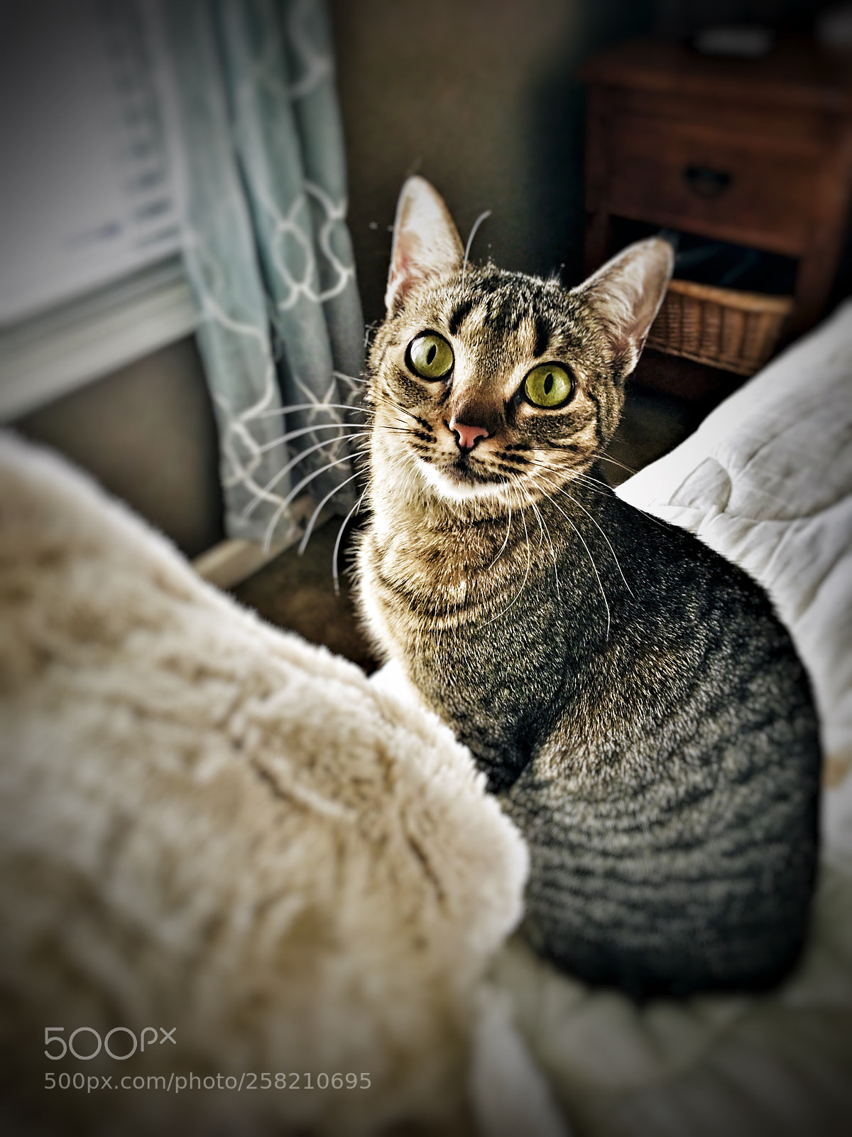 Apple iPhone 6s Plus sample photo. Tabby 2 photography