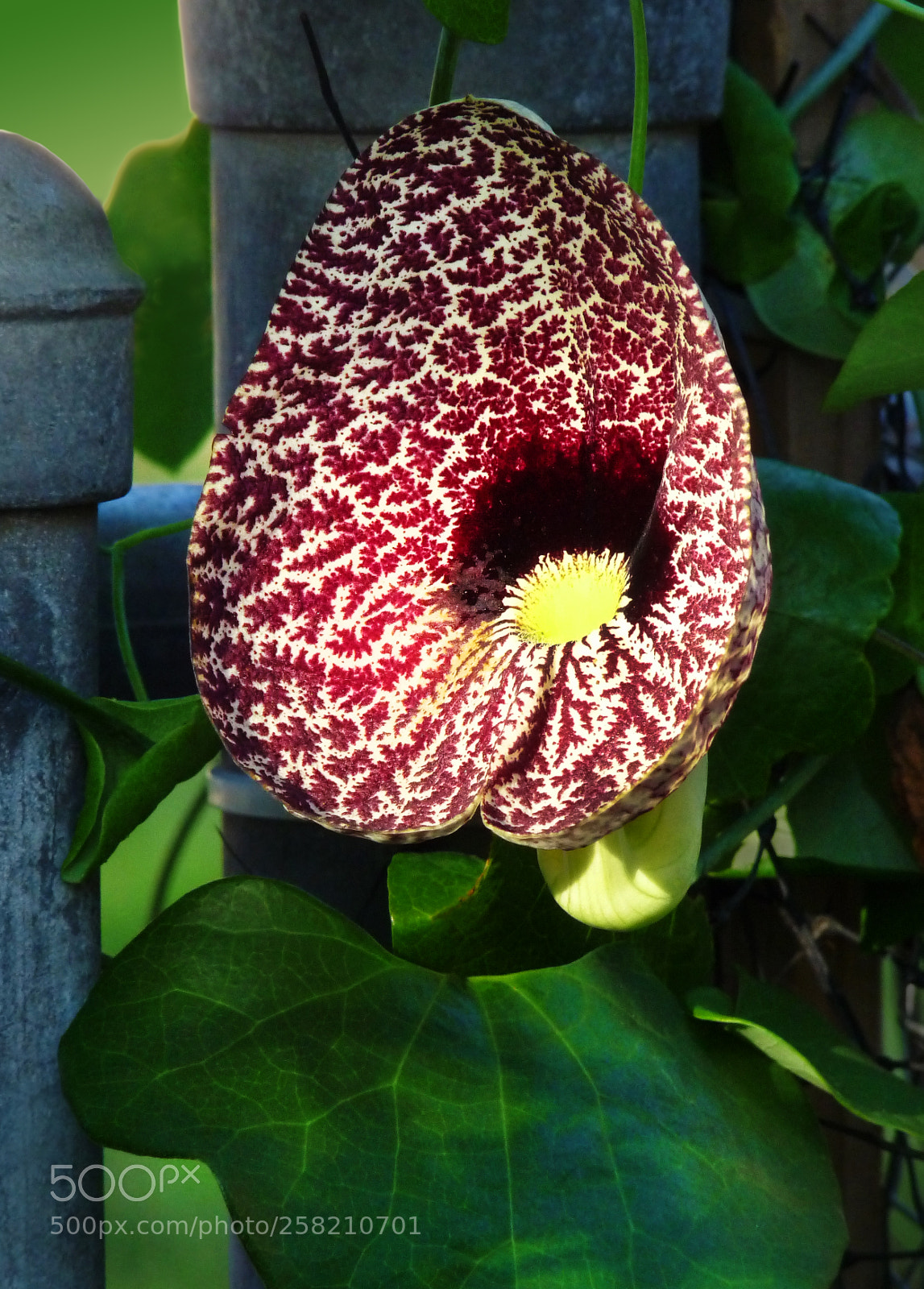 Panasonic Lumix DMC-FZ28 sample photo. Florals photography