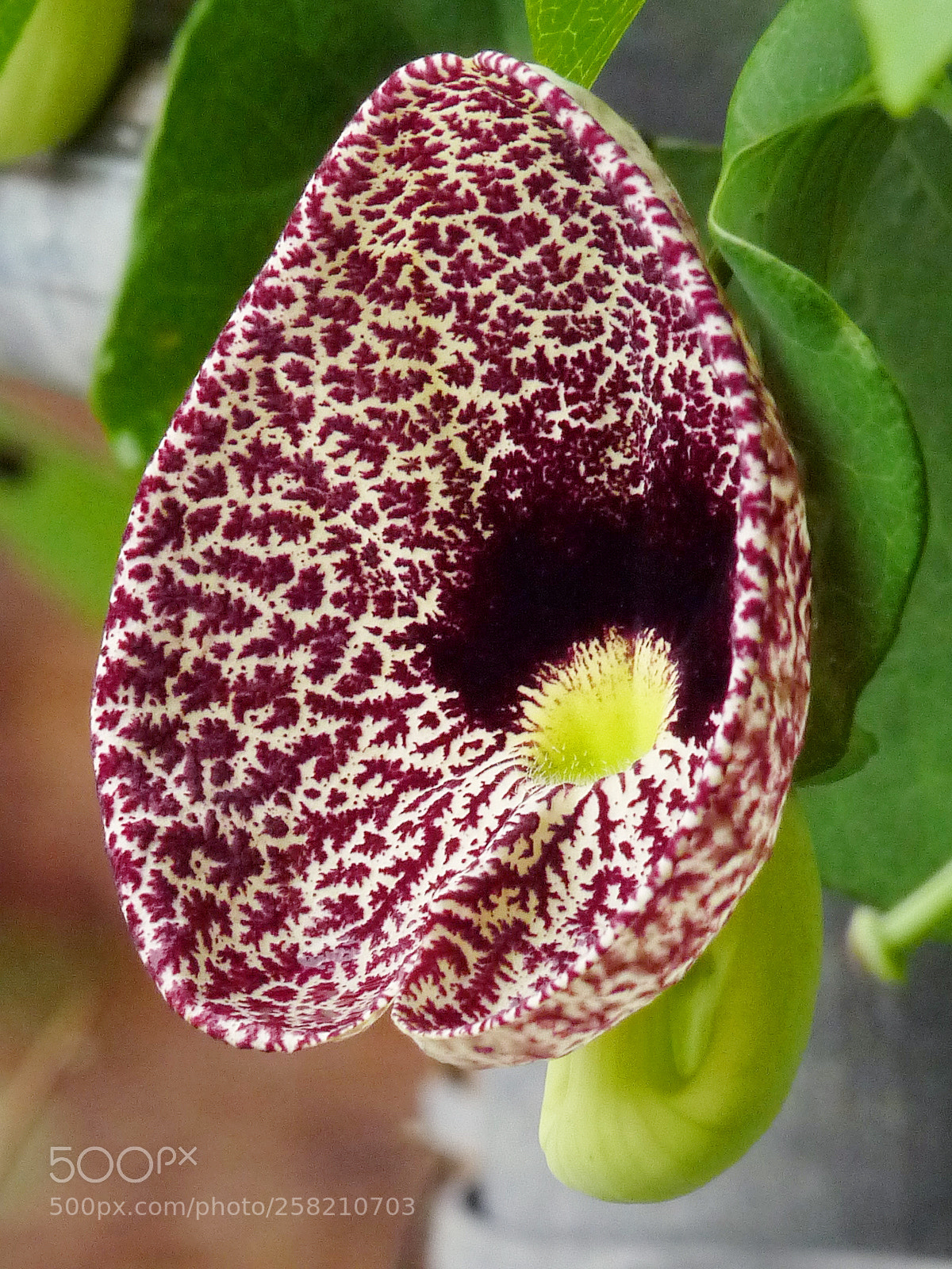 Panasonic Lumix DMC-FZ28 sample photo. Florals photography