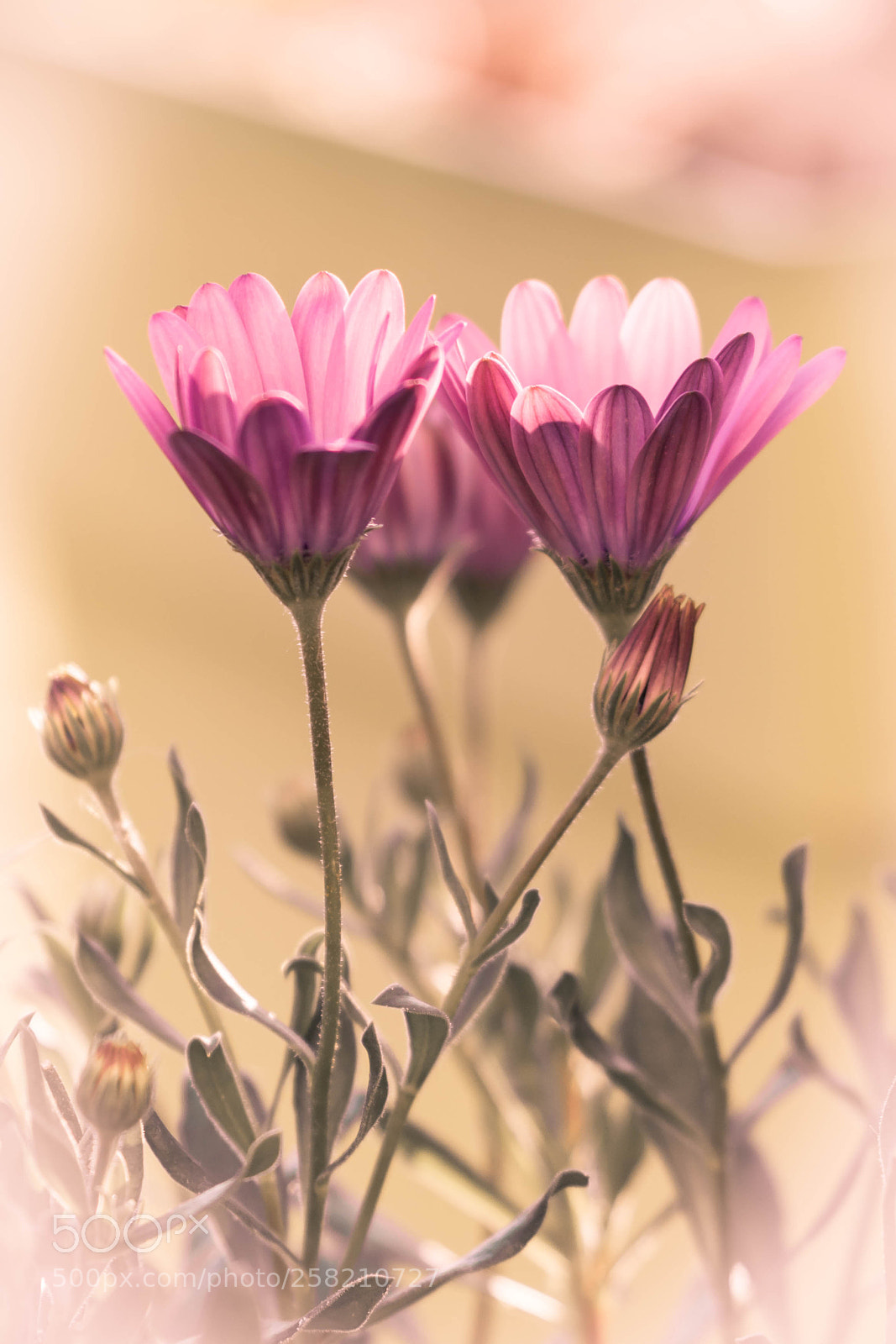 Sony SLT-A77 sample photo. Fleurs photography