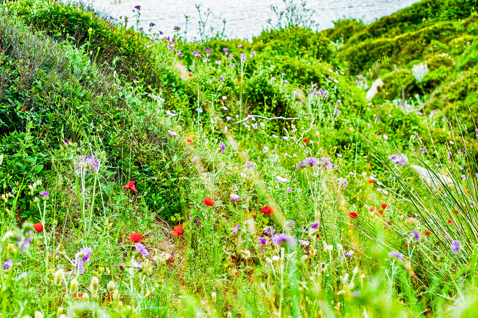 Nikon D700 sample photo. Green at the sea photography