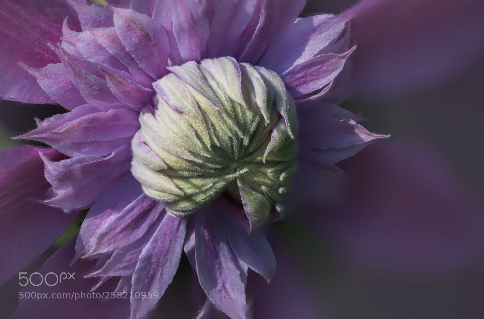 Nikon D610 sample photo. Clematis photography