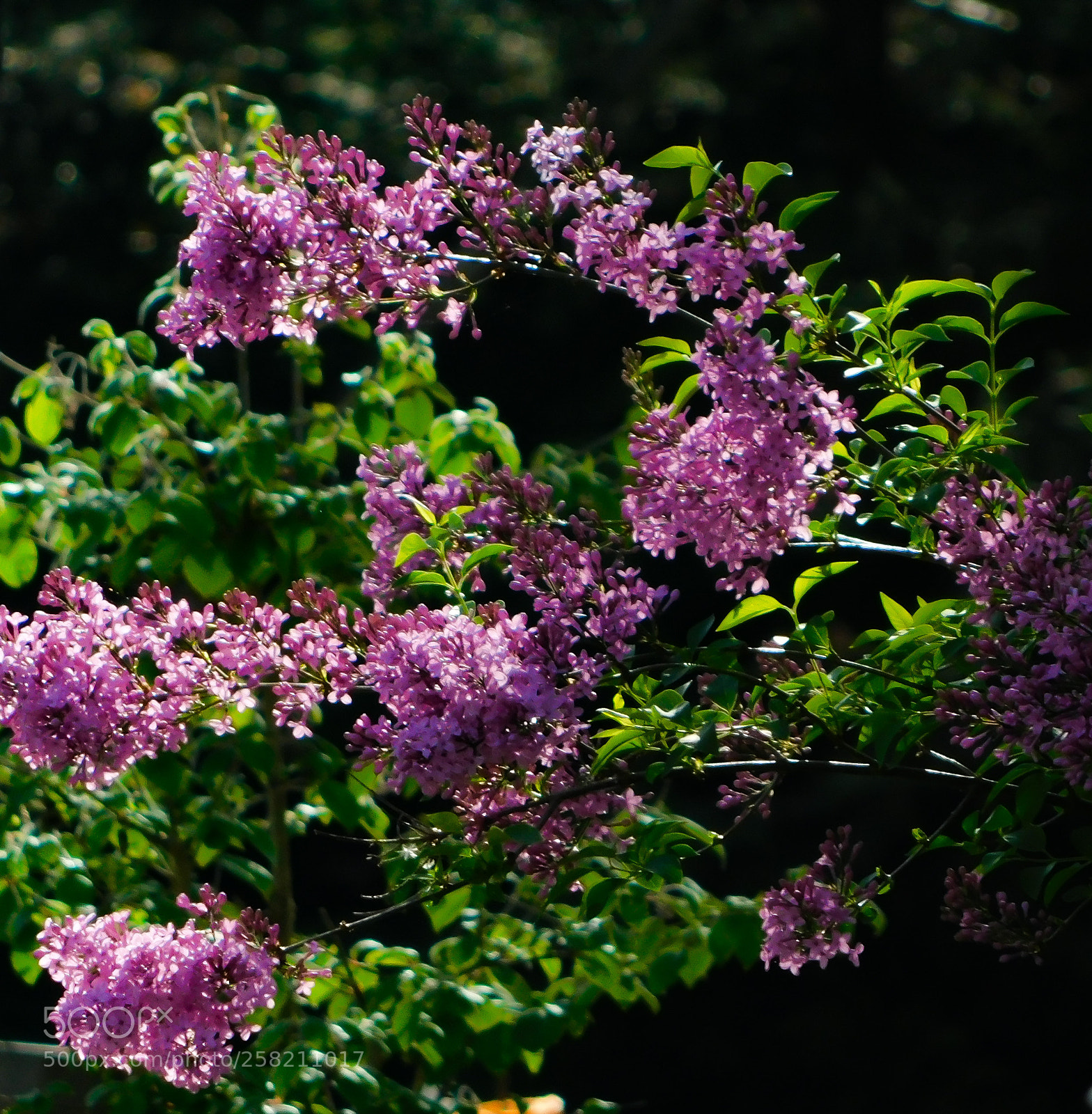 Nikon Coolpix B500 sample photo. Lilac tree photography