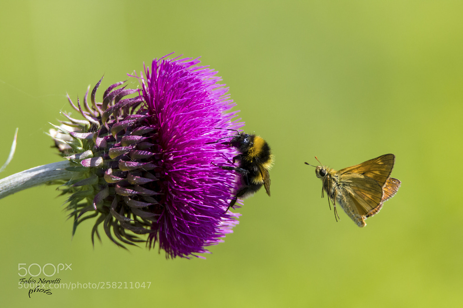 Canon EOS 7D Mark II sample photo. Occupato.... photography