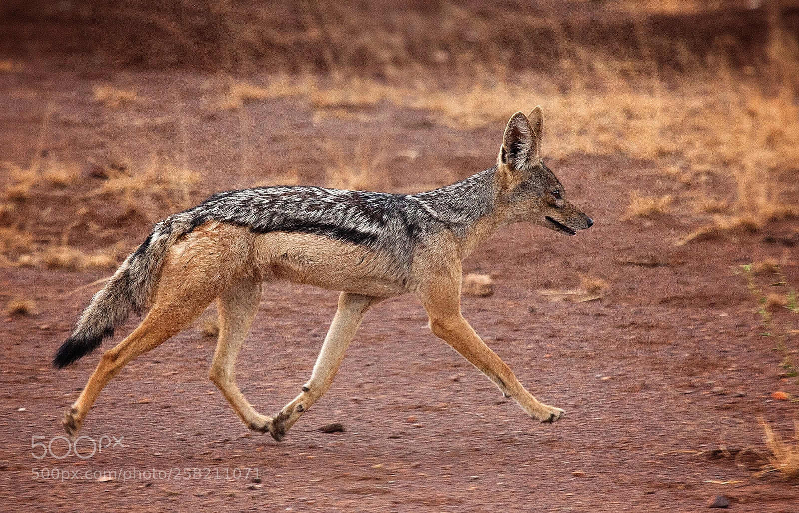 Canon EOS 5D Mark II sample photo. Black-backed jackal (canis mesomelas) photography