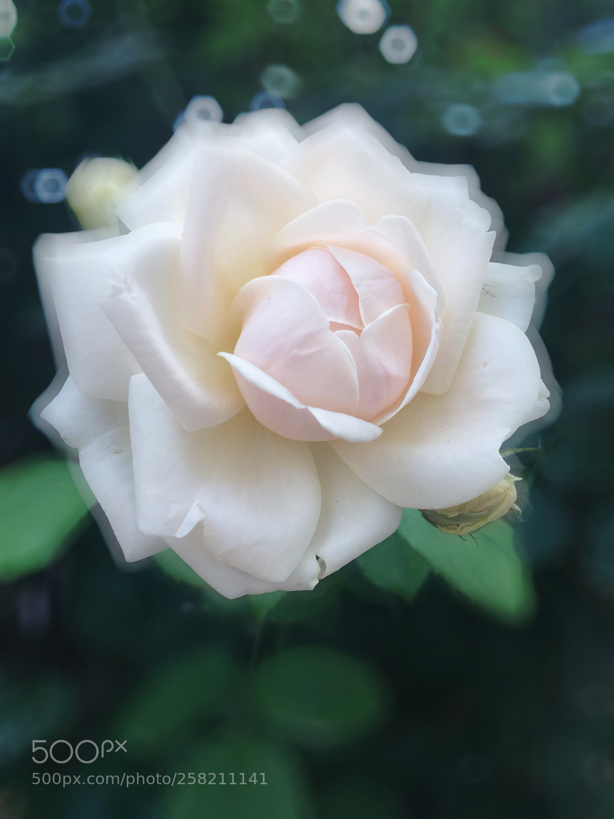Apple iPhone 6 Plus sample photo. Untitled photography