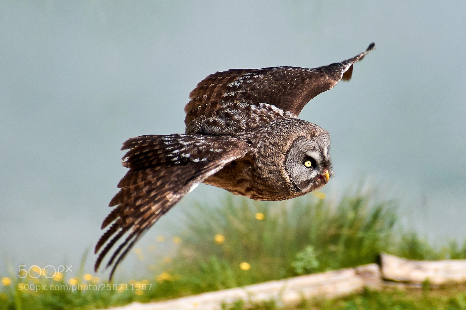 Nikon D3300 sample photo. Owl photography
