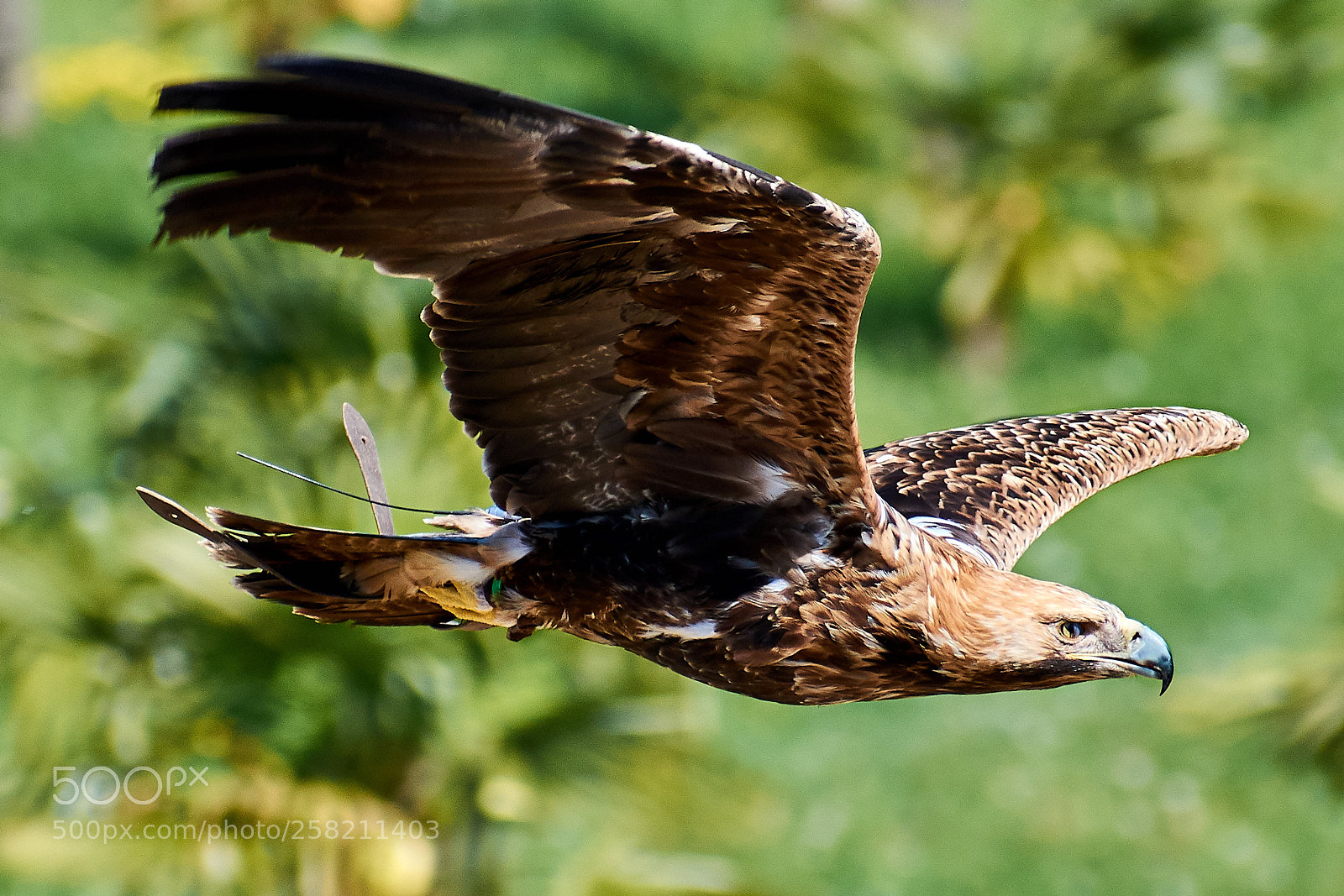 Nikon D3300 sample photo. Royal eagle photography