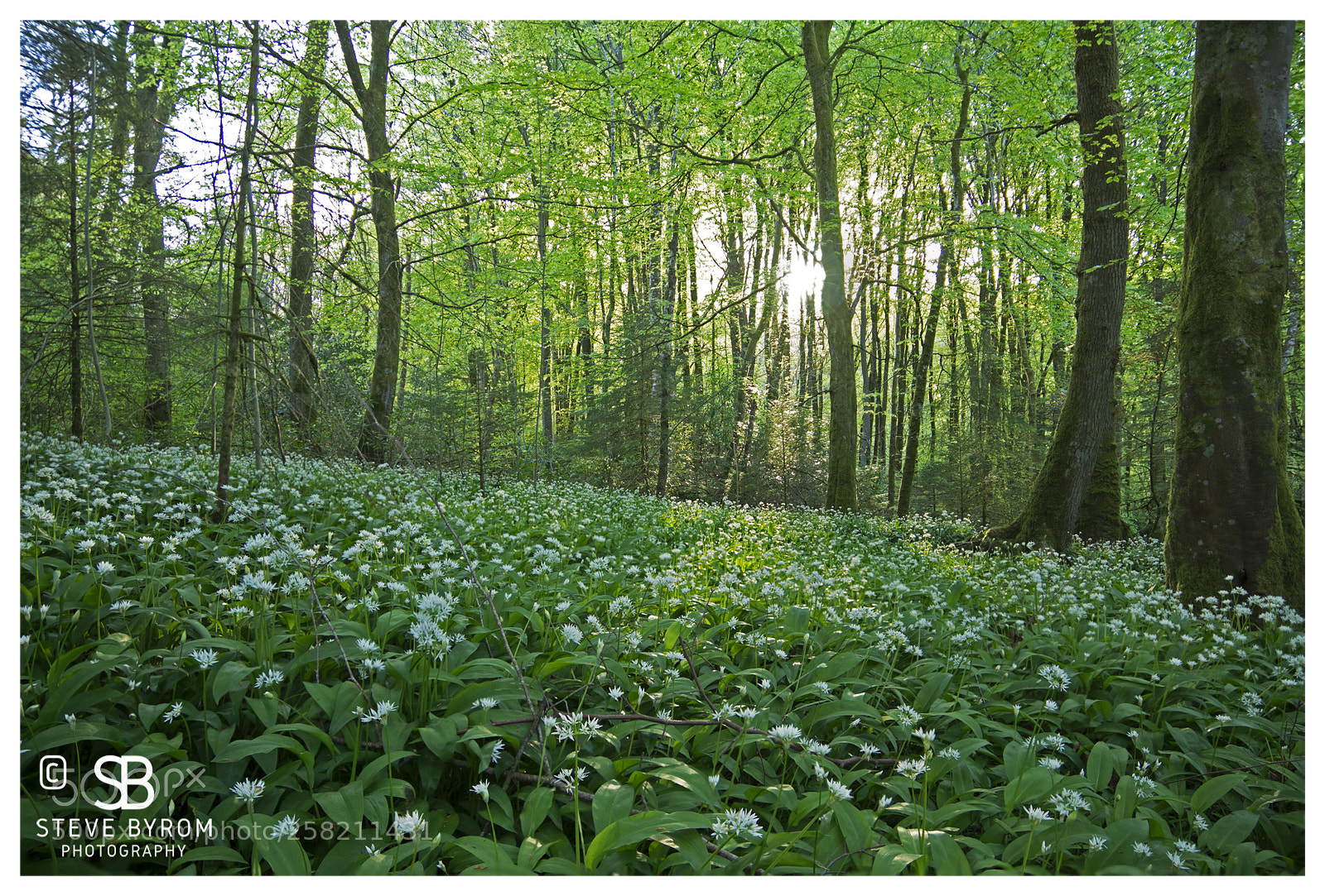 Sony SLT-A77 sample photo. Carpet of flowers, mabie photography