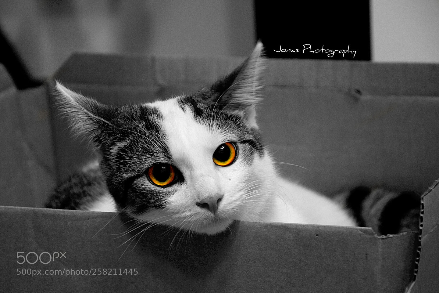 Nikon D5300 sample photo. Red eyes photography