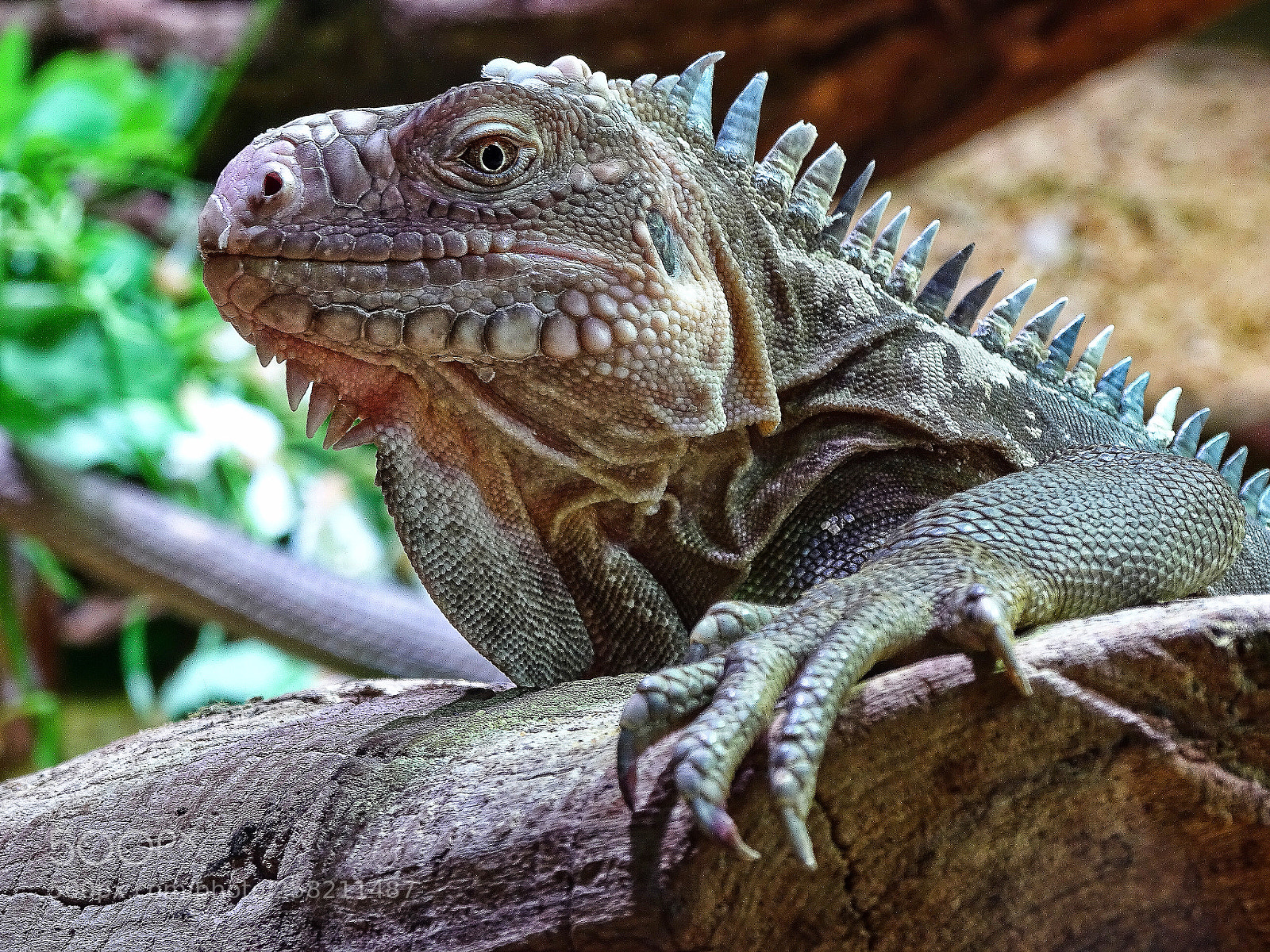Sony Cyber-shot DSC-HX400V sample photo. Iguana photography