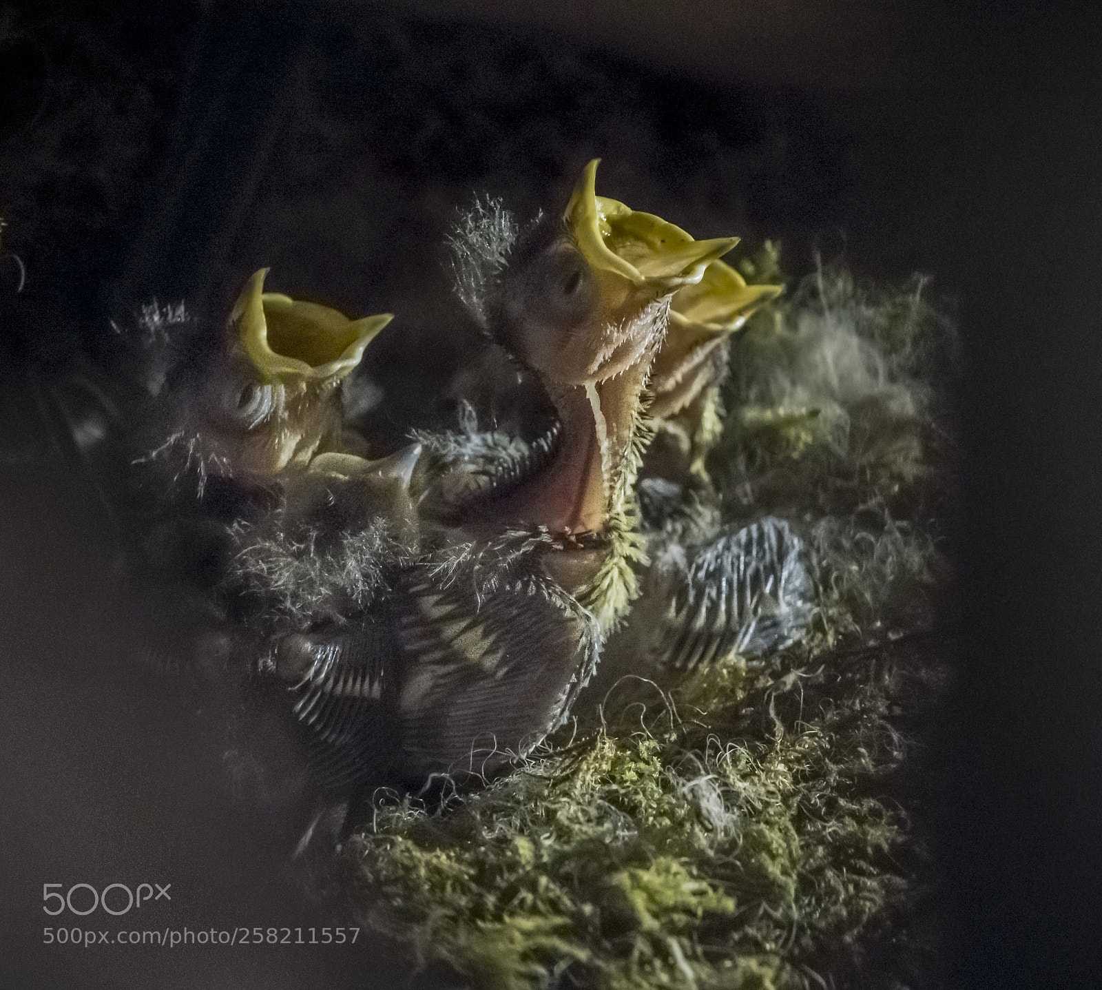 Nikon D500 sample photo. Young titmouses photography