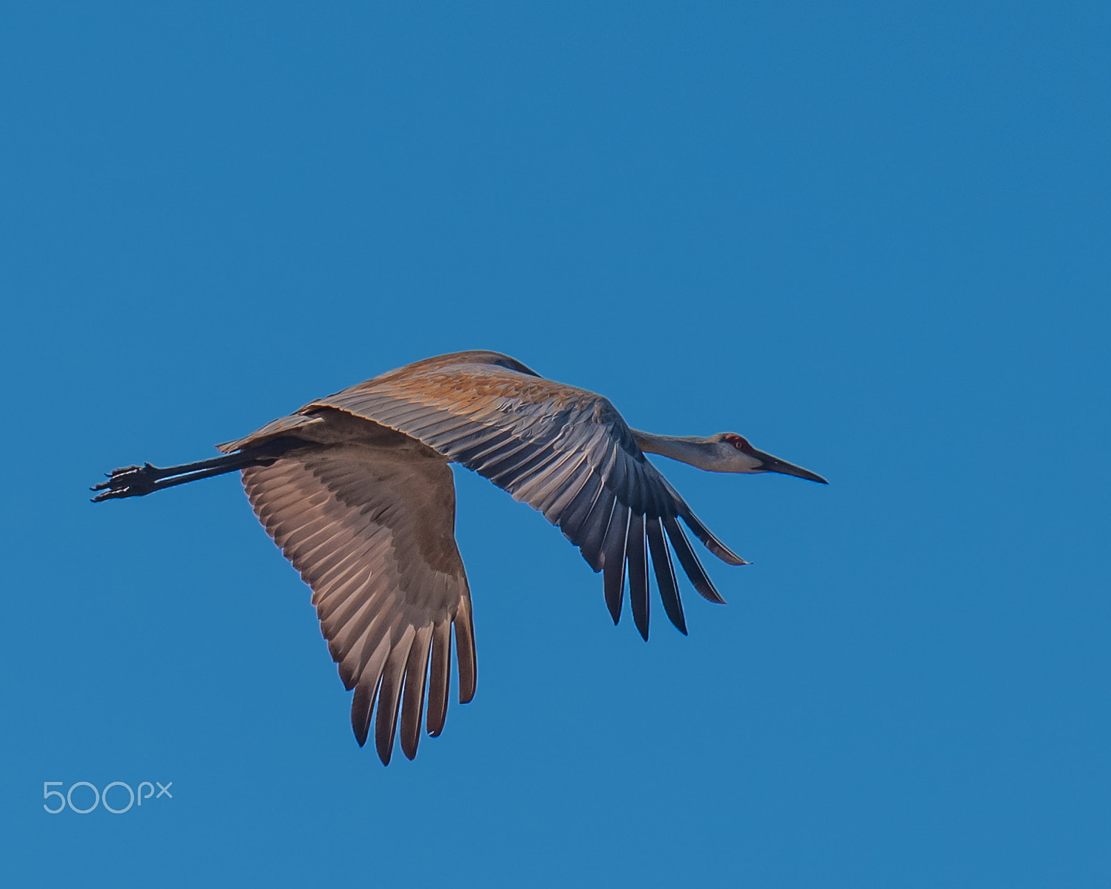 Nikon D810A sample photo. Sandhill crane photography