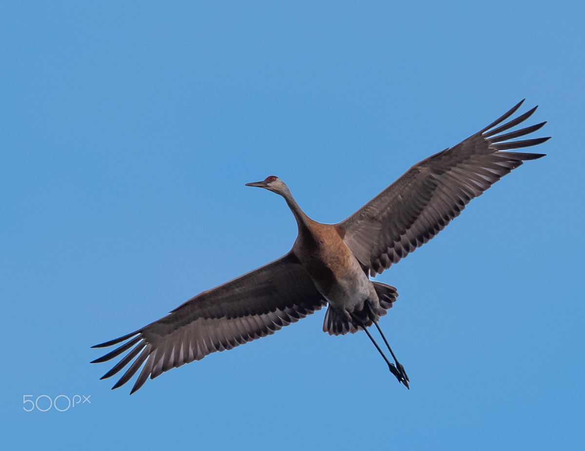 Nikon D810A sample photo. Sandhill crane photography