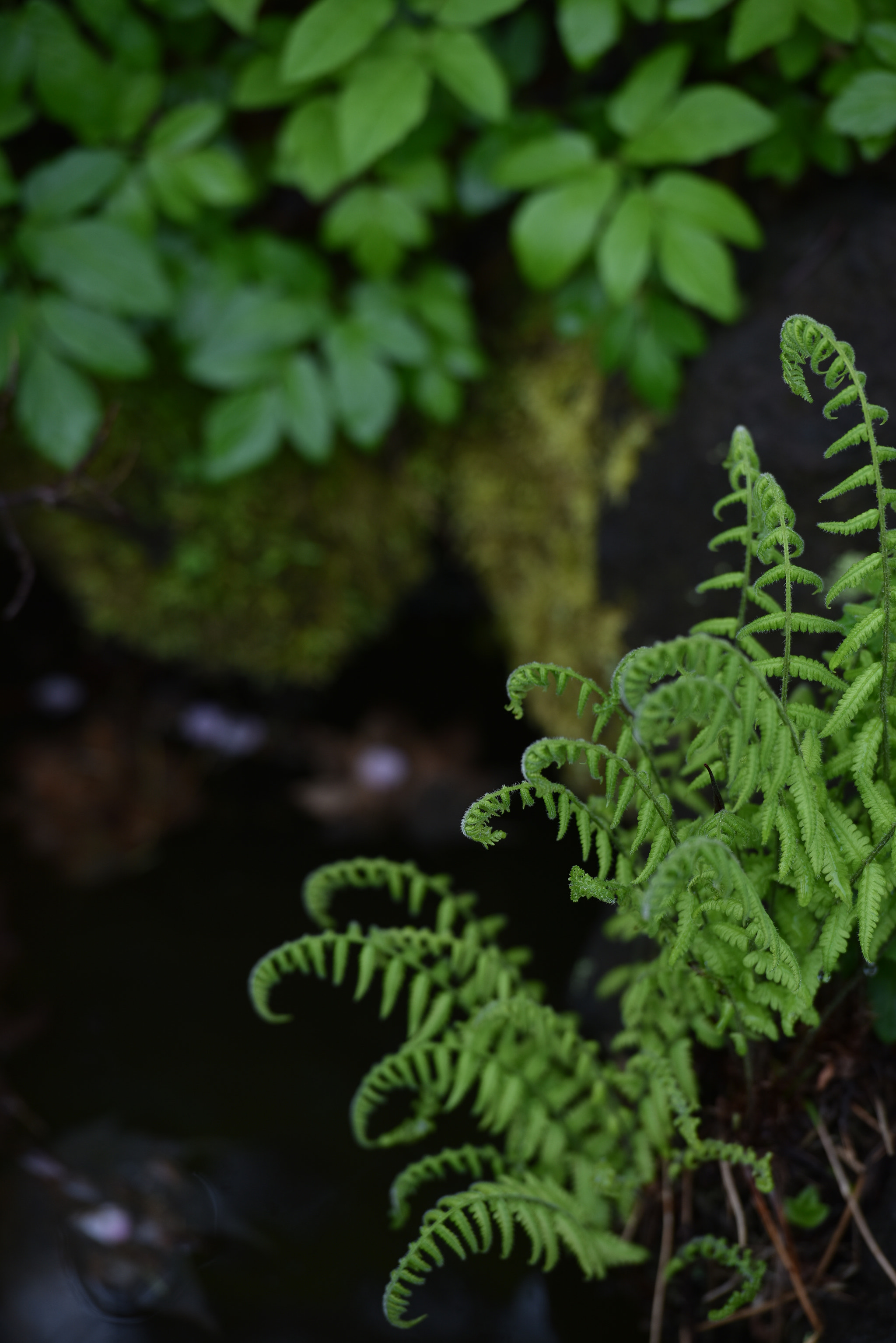 Nikon AF-S Nikkor 70-200mm F2.8G ED VR II sample photo. Green photography