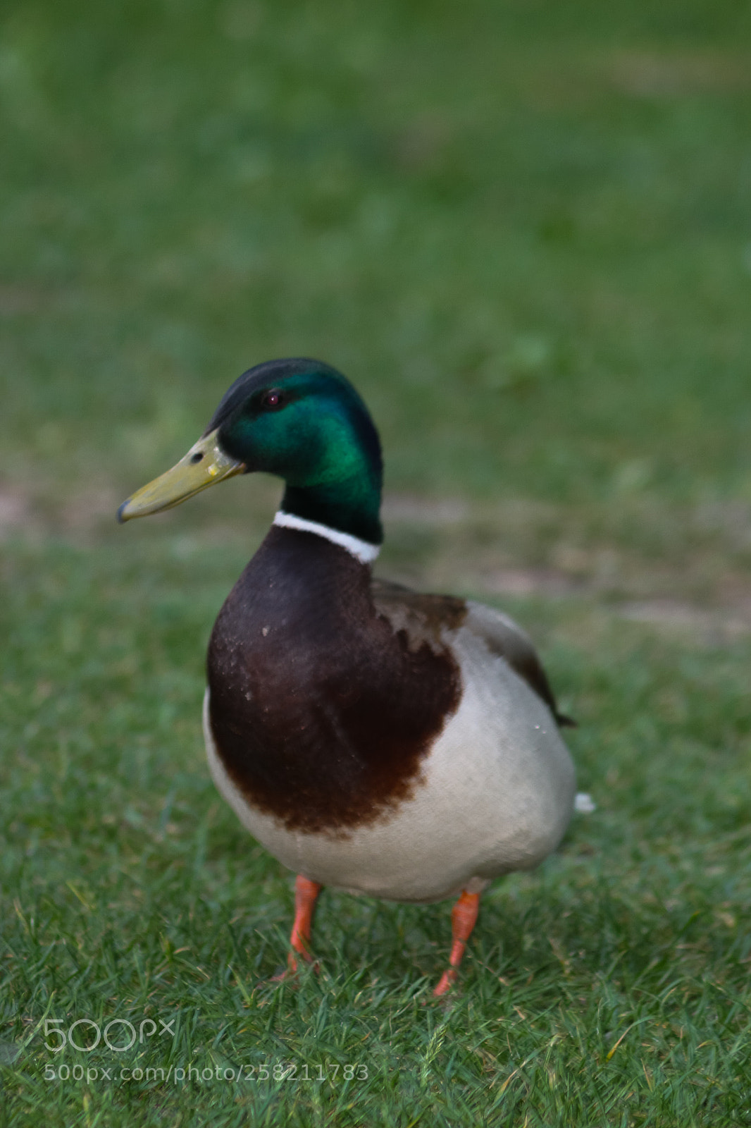 Canon EOS 100D (EOS Rebel SL1 / EOS Kiss X7) sample photo. Duck photography
