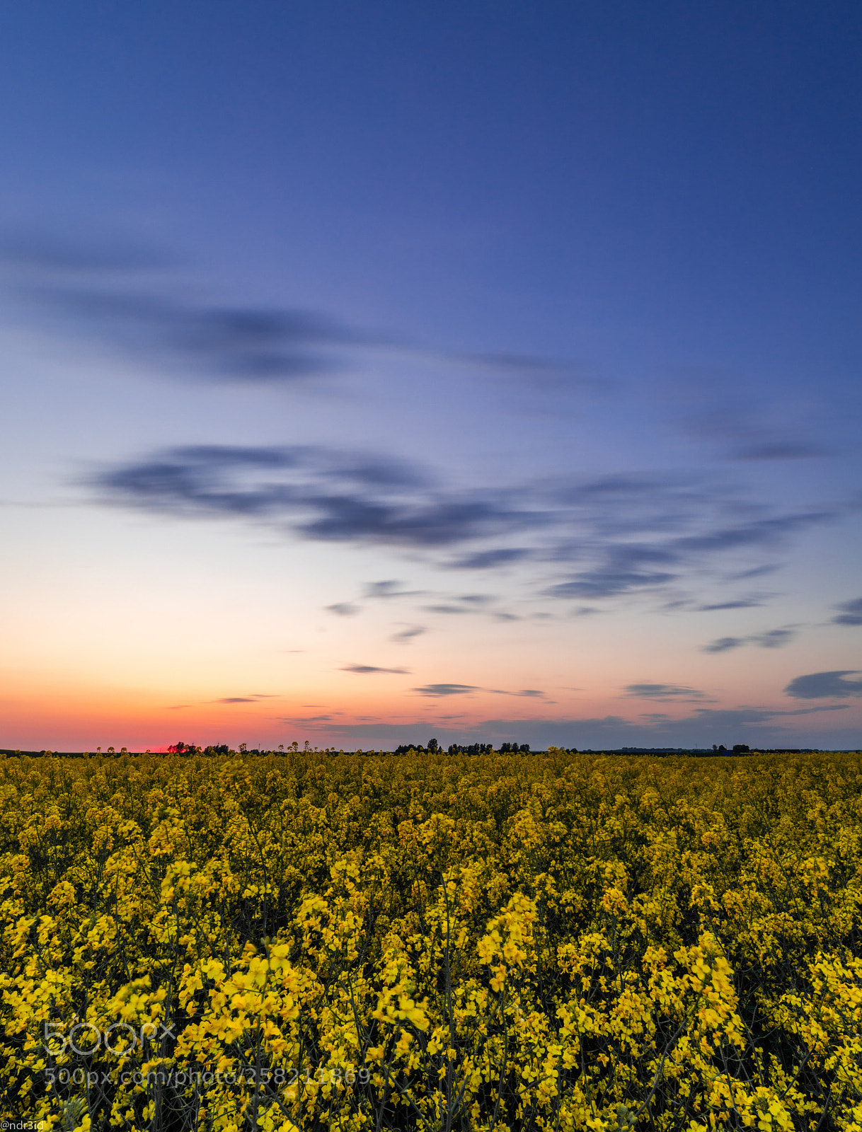Canon EOS 6D Mark II sample photo. Rapeseed photography