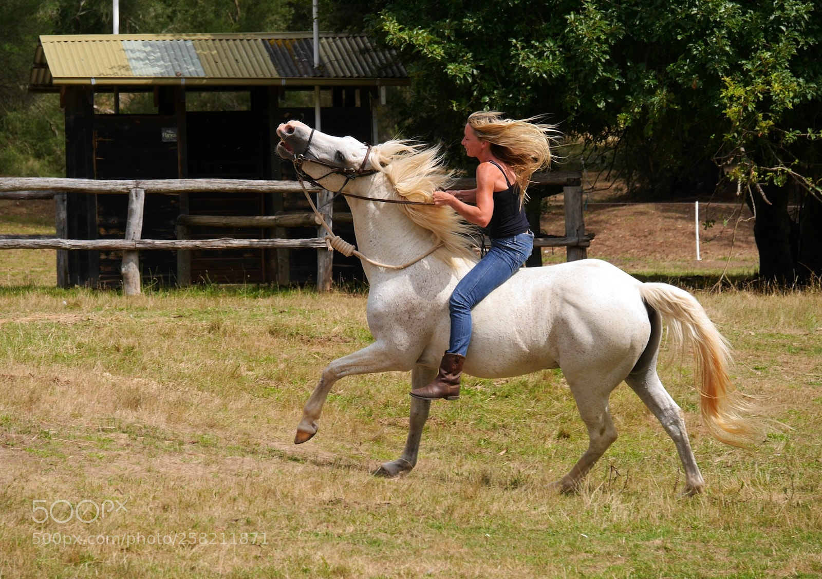 Panasonic Lumix DMC-GH3 sample photo. Lady on white horse photography