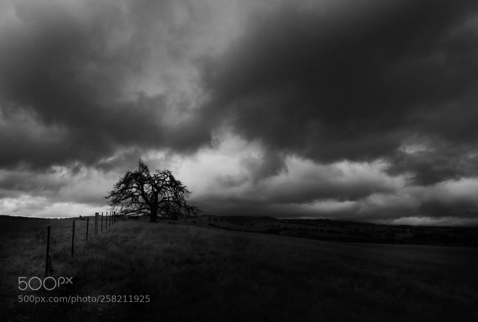 Panasonic Lumix DMC-GH3 sample photo. Black tree photography