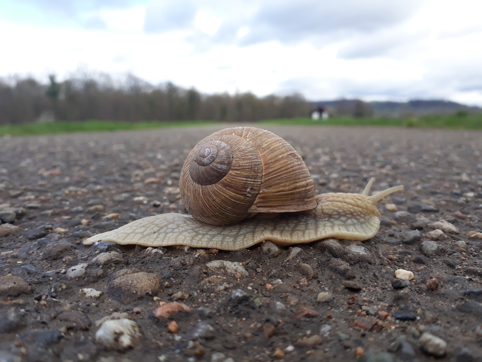 Samsung Galaxy A3(2017) sample photo. A snail on his way photography