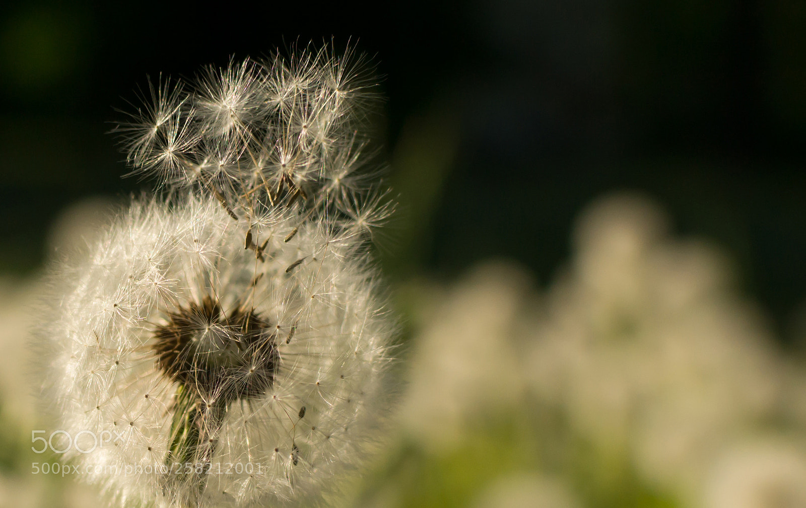 Nikon D3100 sample photo. Dandelion photography