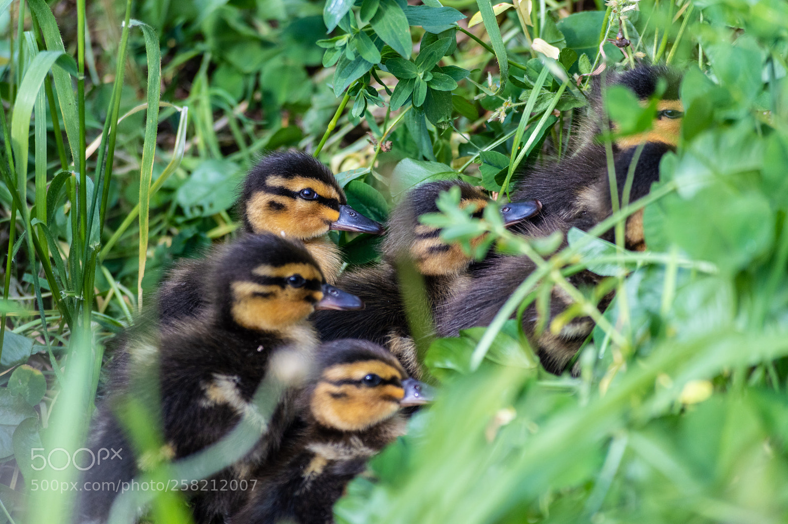 Nikon D3200 sample photo. Untitled photography