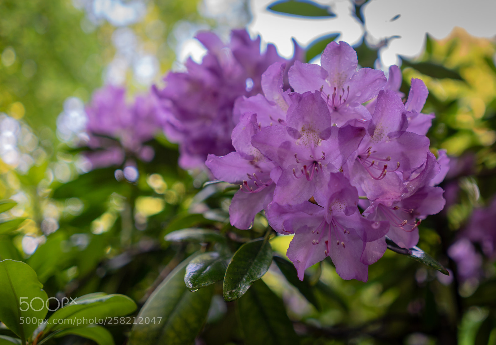 Sony a7 II sample photo. Lilac rhododendron photography