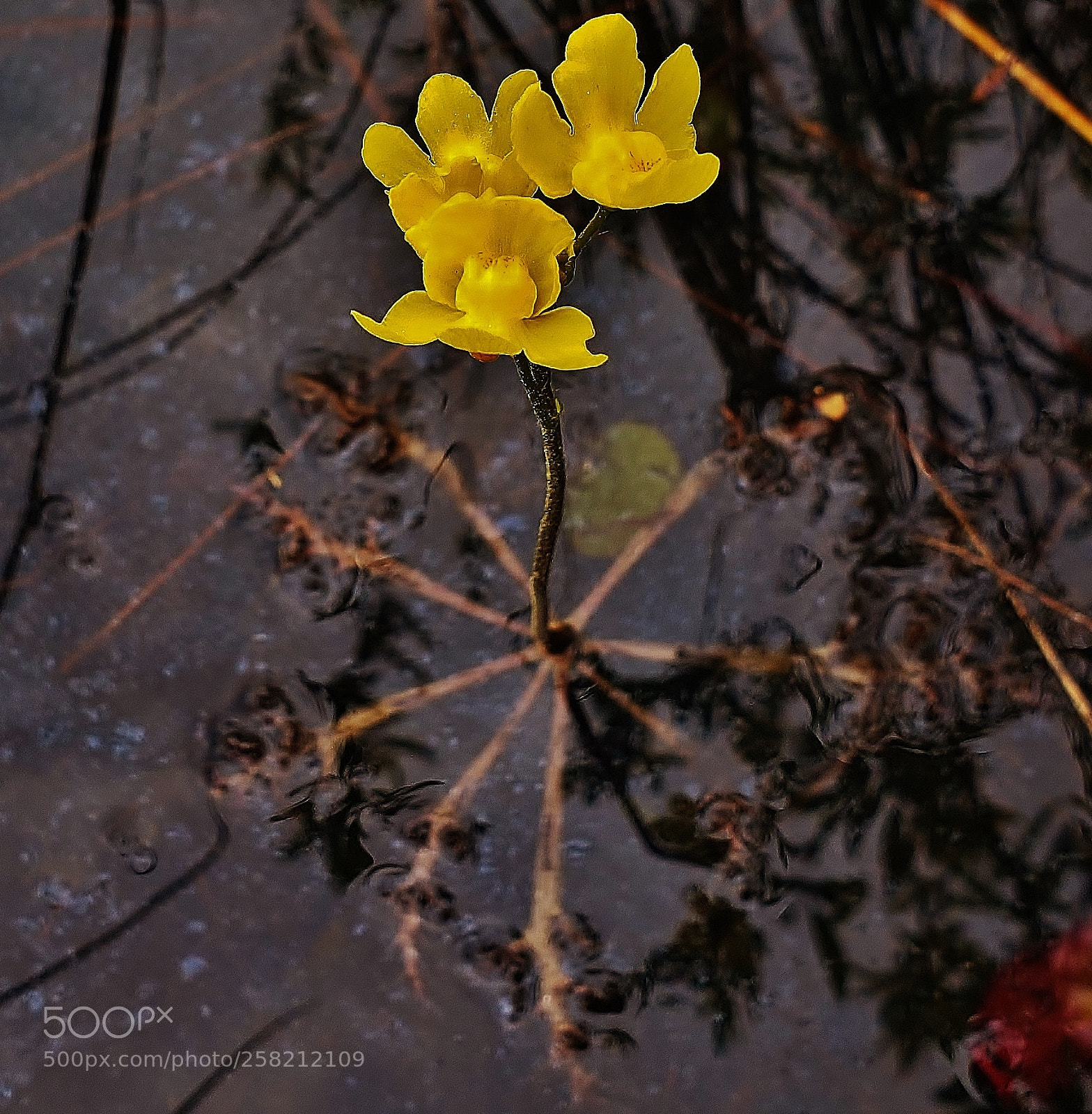 Samsung Galaxy S9+ sample photo. Swollen bladderwort 2018 photography