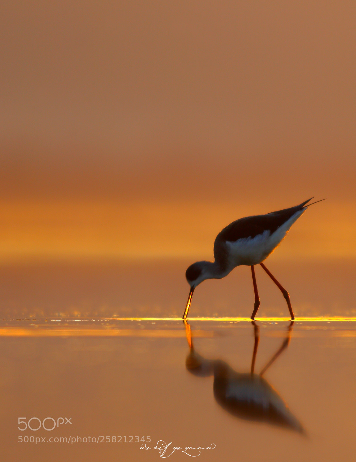 Canon EOS-1D Mark IV sample photo. Black winged stilt photography