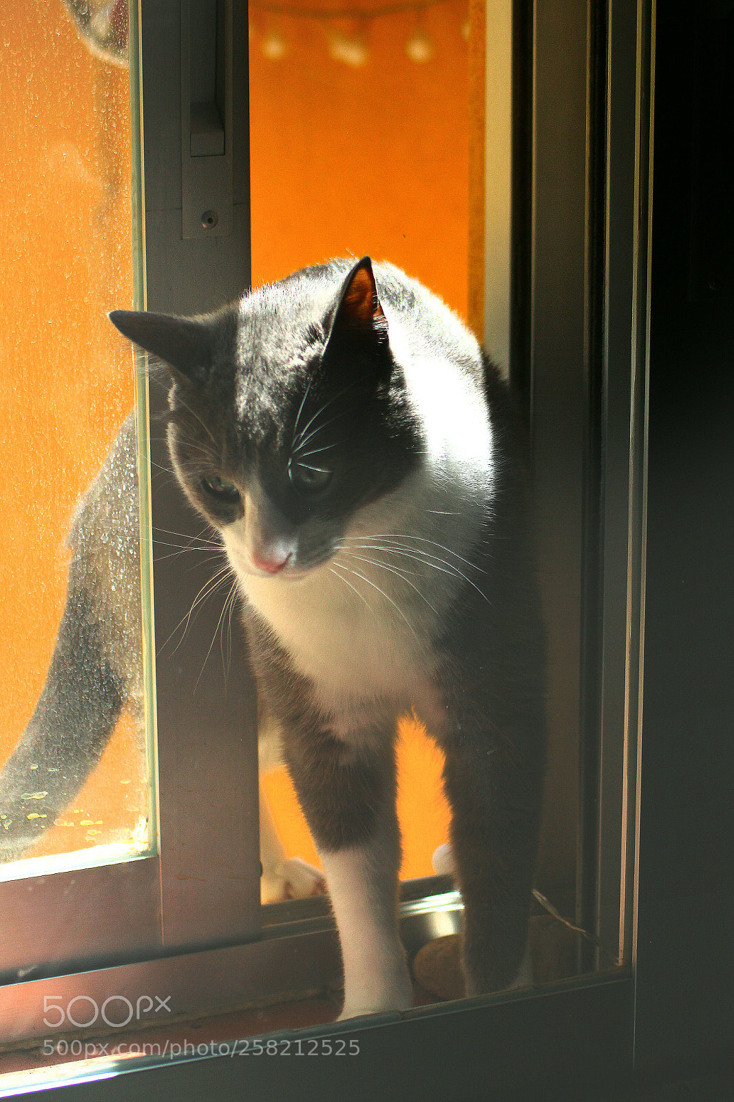 Canon EOS 700D (EOS Rebel T5i / EOS Kiss X7i) sample photo. Le pillé. photography