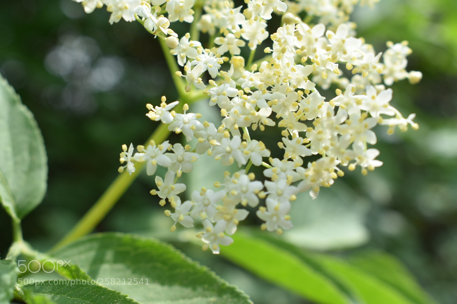 Nikon D3400 sample photo. Untitled photography
