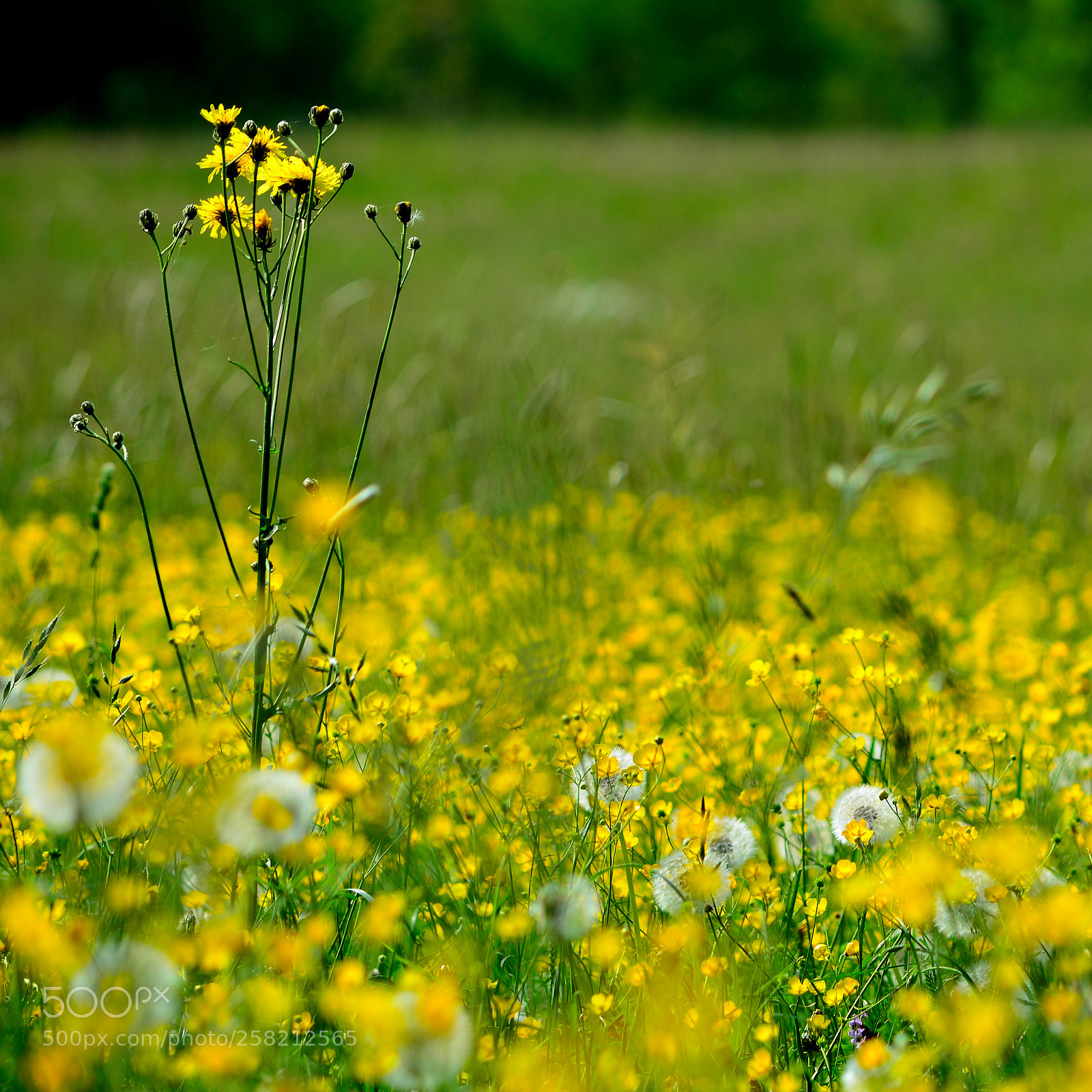 Nikon D5200 sample photo. Yellow flowers photography