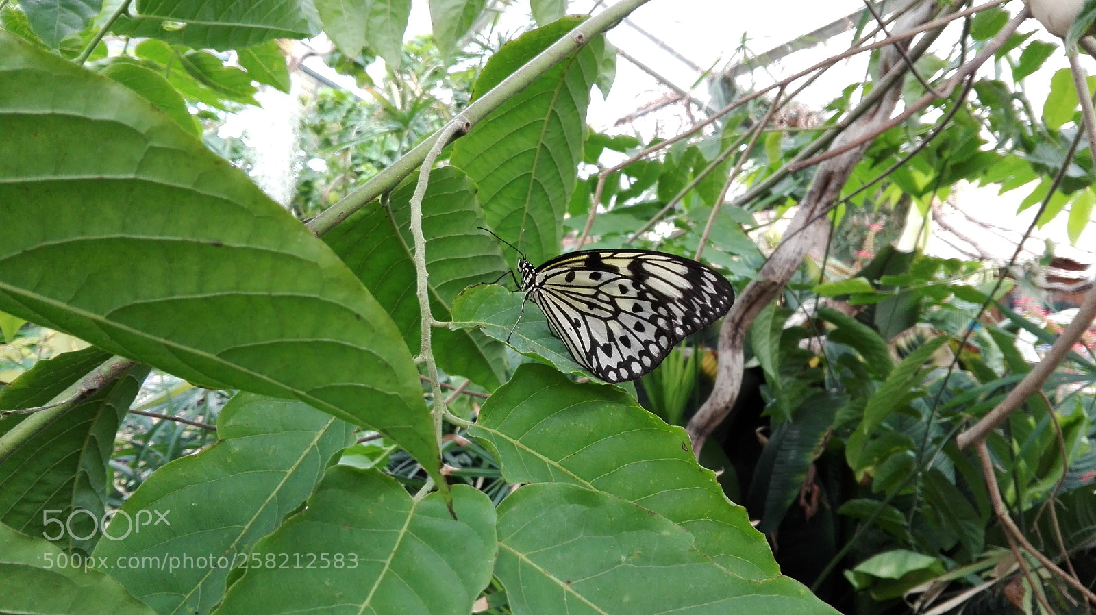 HUAWEI P8 Lite sample photo. Untitled photography