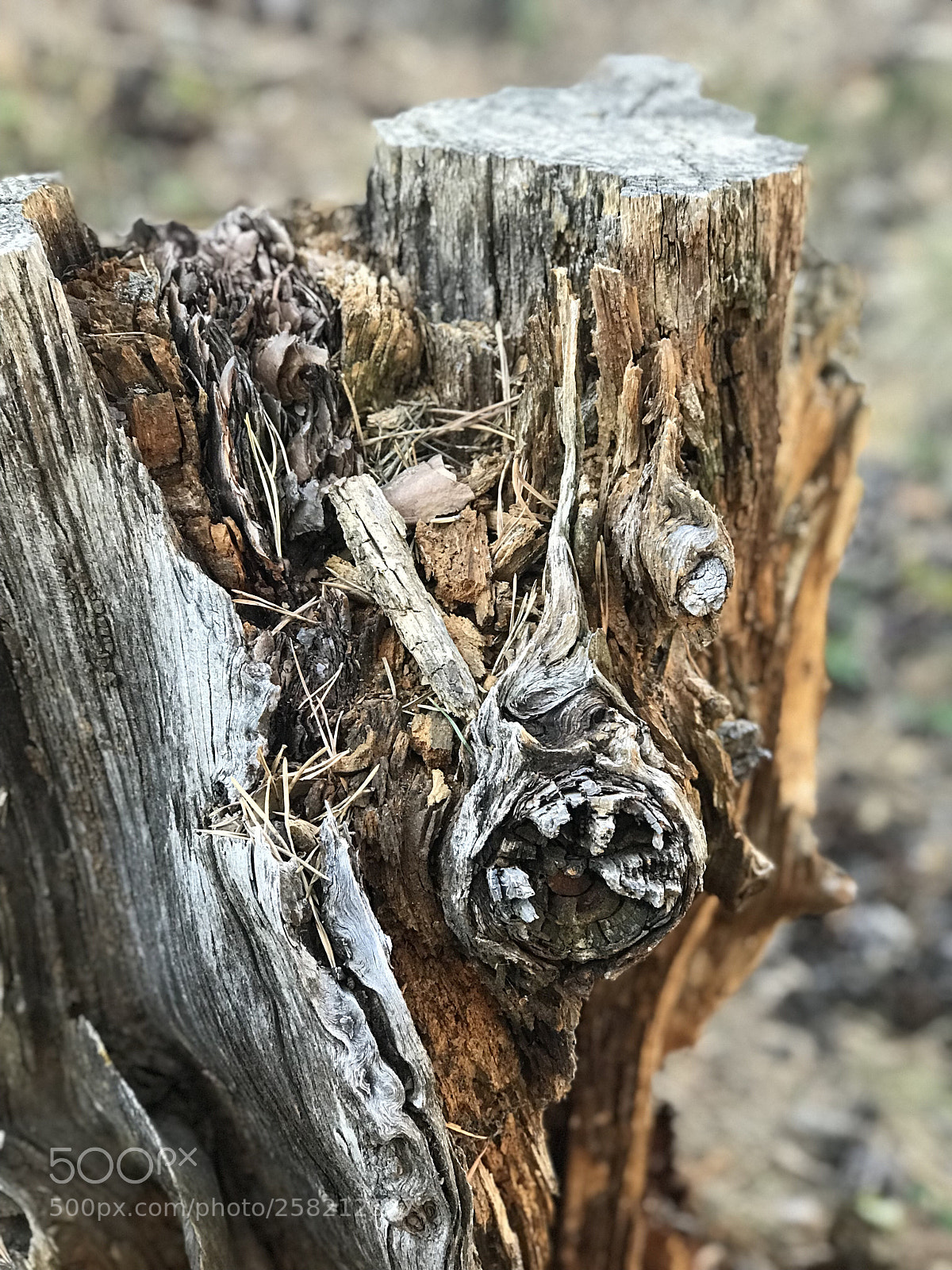 Apple iPhone 7 Plus sample photo. Trazos photography