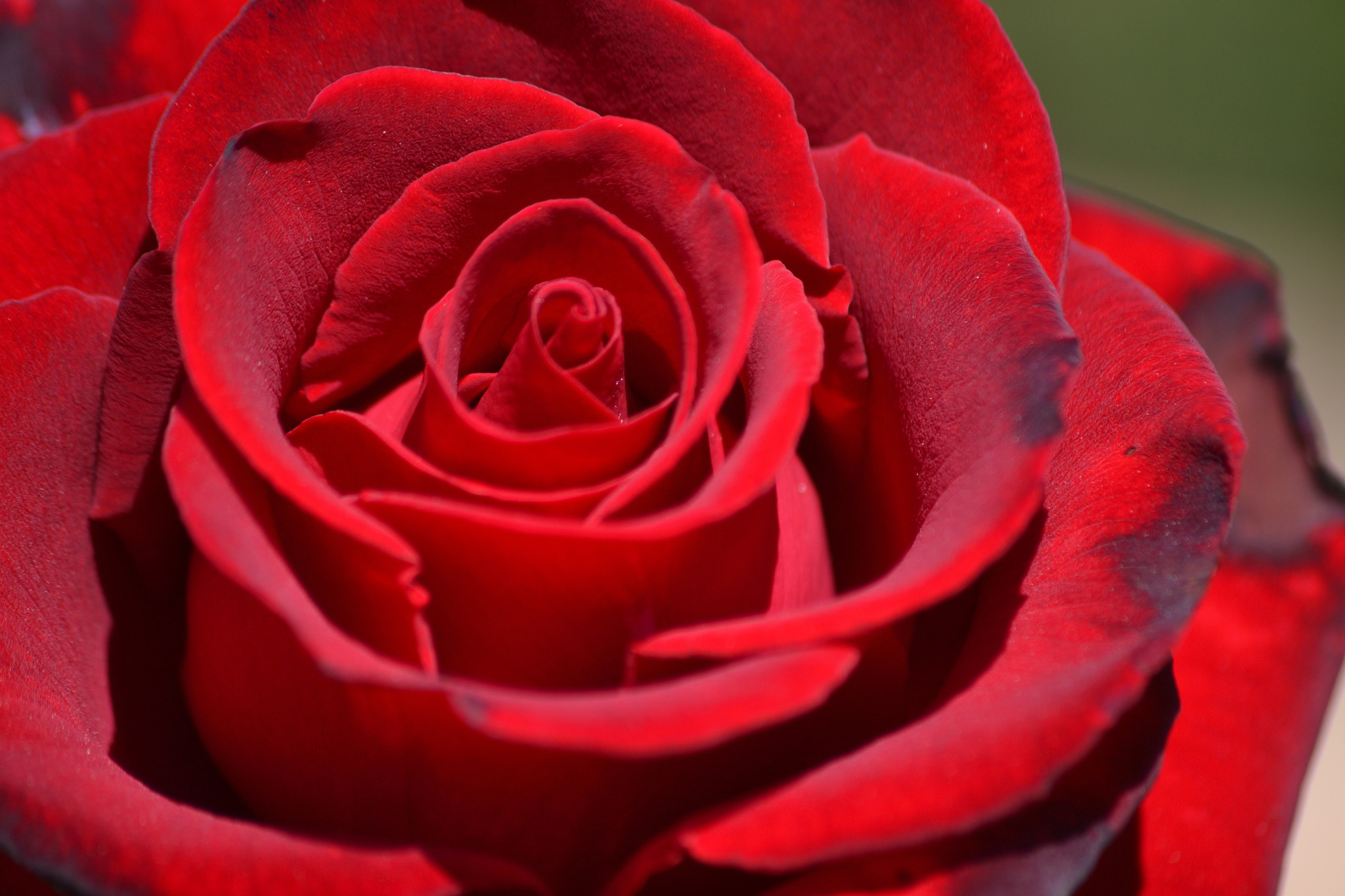 Nikon D3100 sample photo. Red rose photography