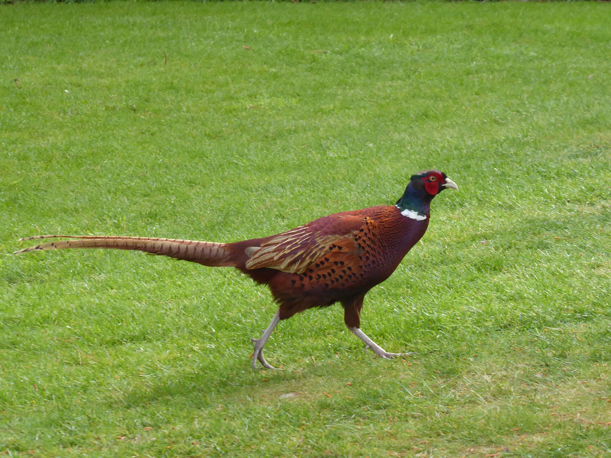 Panasonic Lumix DMC-ZS50 (Lumix DMC-TZ70) sample photo. Pheasant on the meadow at bodnant garden photography