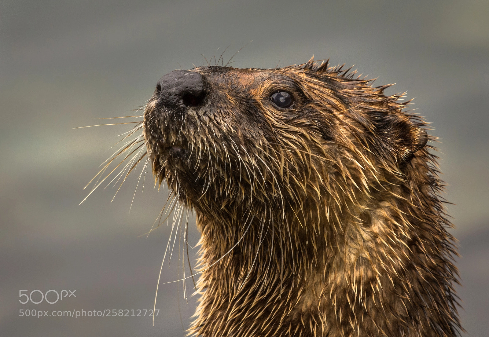 Nikon D7100 sample photo. A proud river otter photography