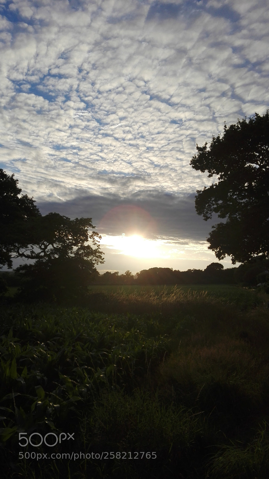 HUAWEI P8 Lite sample photo. Untitled photography