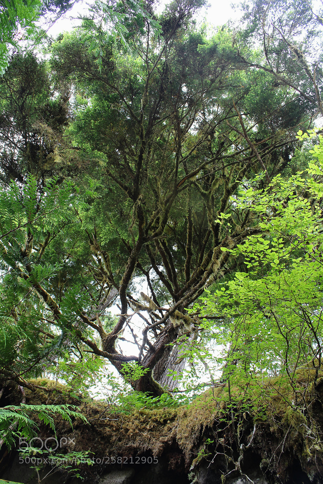 Canon EOS 600D (Rebel EOS T3i / EOS Kiss X5) sample photo. Dean flessas ak canopy photography