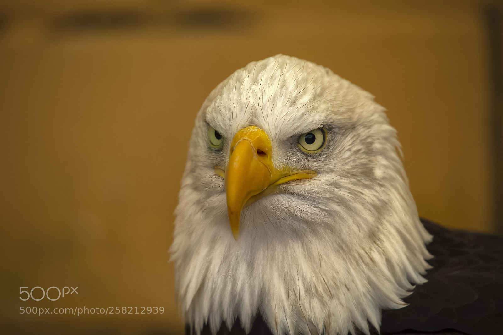 Canon EOS 6D sample photo. Bald eagle 2 photography