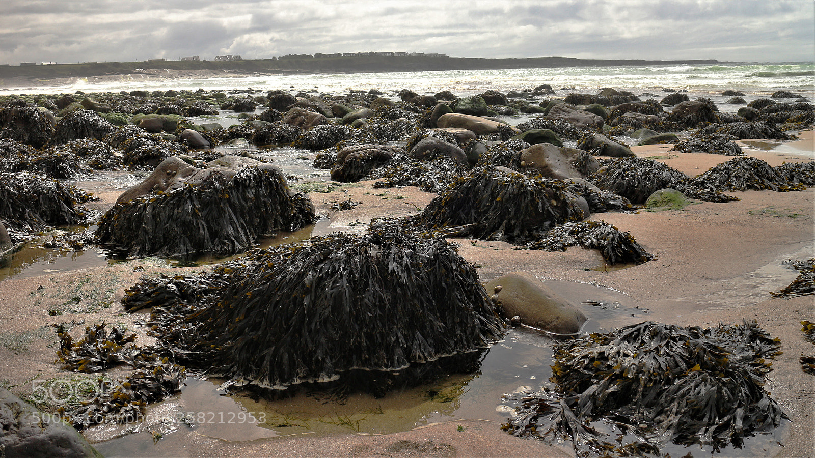Canon EOS M sample photo. Kelp on the rocks photography